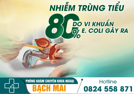 Hơn 80% trường hợp bị nhiễm trùng tiểu do vi khuẩn E. coli gây ra